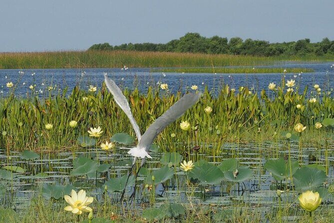 1 Hour Florida Everglades Wildlife Tour - What You Do During the Hour (Kissimmee Wildlife Time)