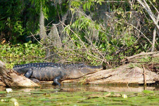 1 Hour Historical Wildlife Tour of The Famous Chain of Lakes - Key highlights to watch for on the Chain of Lakes cruise