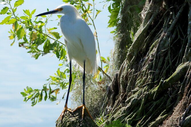 1 Hour Historical Wildlife Tour of The Famous Chain of Lakes - Price and value: is $26.50 for one hour a fair deal?