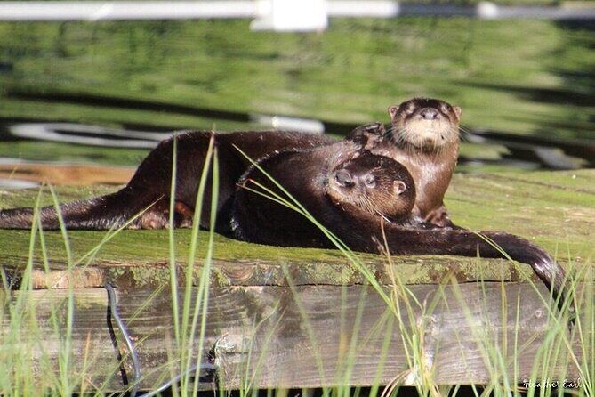 2 Hour Historical Wildlife Tour of the Chain of Lakes - What 2 hours on a pontoon boat is really like