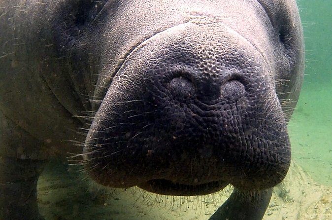 Guided Kayaking Manatee Tour near Orlando - What’s Included (And What You Need to Bring Yourself)