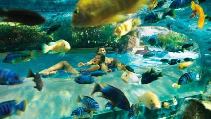 Orlando: Aquatica Water Park Admission Ticket - Aquatica Orlando in one day: big thrills and easy island downtime