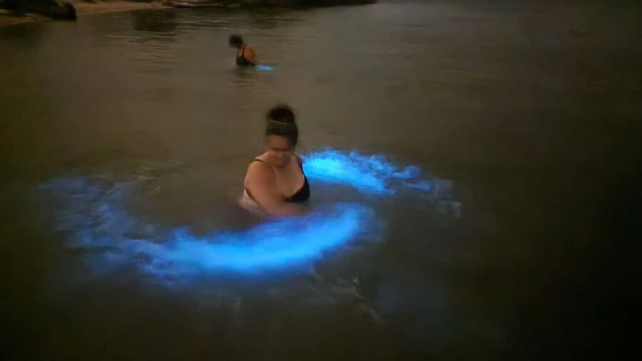 Orlando: Bioluminescence Kayak Adventure - Bioluminescence 101: What You’re Really Seeing in the Water