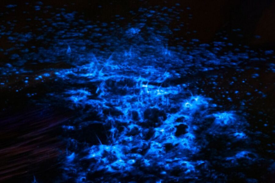 Orlando: Bioluminescence Kayak Adventure - Why the Small Group Makes This Feel Personal