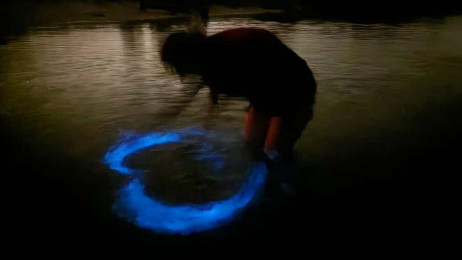 Orlando: Magic After Dark Bioluminescence Kayak Tour - Key Things I’d Book This For
