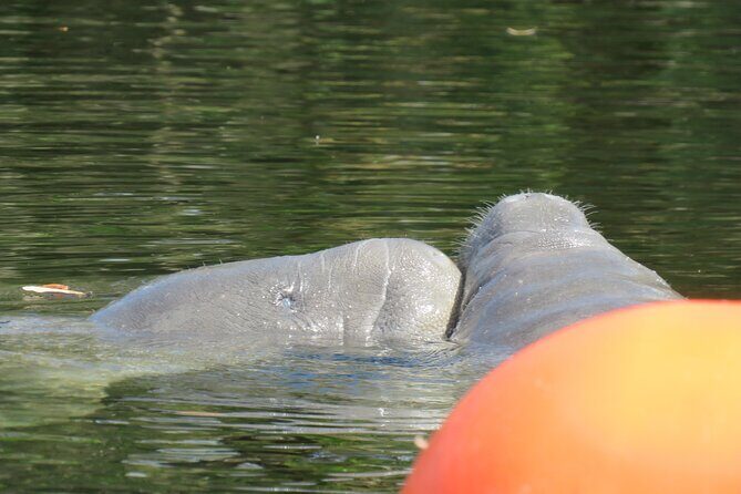 Small Group Manatee Discovery Kayak Tour near Orlando - Group Size, Kayak Setup, and Beginner Comfort