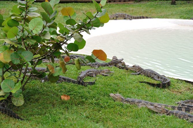 VIP Private Airboat Tour near Orlando - Gator Oasis: the alligator viewing area stop