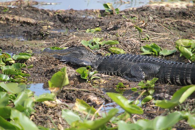 VIP Private Airboat Tour near Orlando - Guide performance: why the ride feels better with the right captain